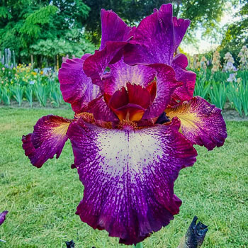 Tennison Ridge Reblooming Tall Bearded Iris