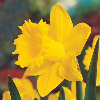 Breck's<sup>®</sup> Colossal<sup>™</sup> Daffodil
