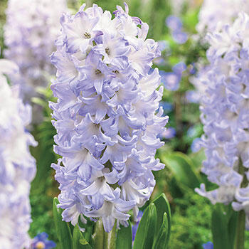 Chicago Hyacinth