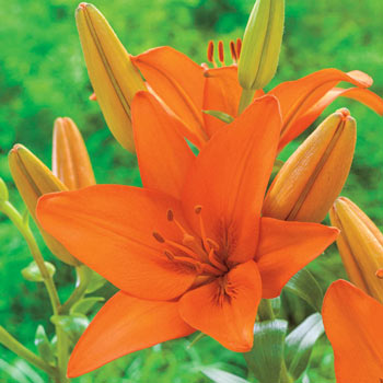Orange Ton Lily
