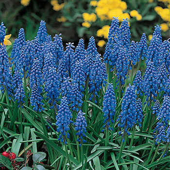 Blue Grape Hyacinths