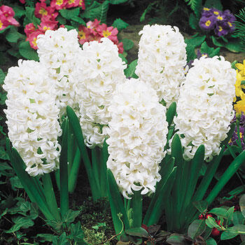 Carnegie Hyacinth