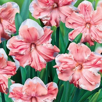 Apricot Whirl Daffodil