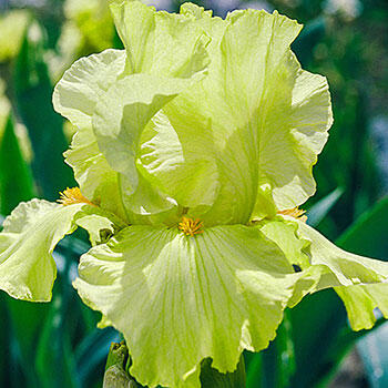 Pride of Ireland Bearded Iris