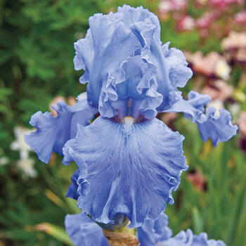Fiesta in Blue Bearded Iris
