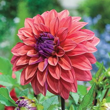 American Dawn Dahlia