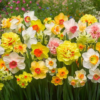 Breck's Yellow King Alfred Daffodil Bulbs Bagged 100-Pack in the Plant Bulbs department at