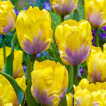 Golden Lizard Tulip
