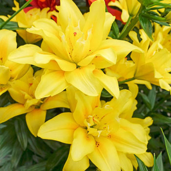 Fata Morgana Asiatic Lily