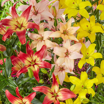 Pollen-Free Lily Mixture