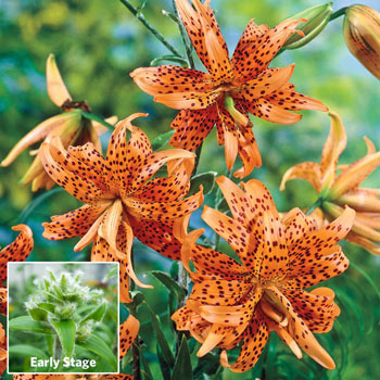 Double Tiger Lily