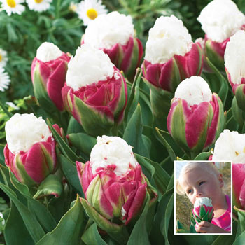 Ice Cream Tulip
