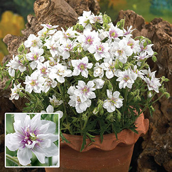 Double Jewel Double-Flowered Hardy Geranium