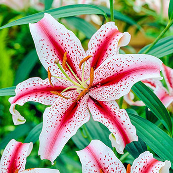 Oriental Lily Collection - Stargazer, Brasillia, Dizzy, and Oriental Lily Collection - Stargazer, Brasillia, Dizzy, and