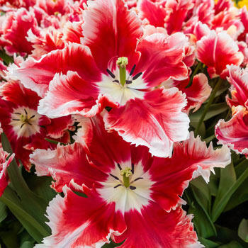 Shop Deejay Parrot Tulip | Spring Bulbs for Sale | Breck's