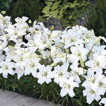 White Carpet Border Lily<sup>™</sup>