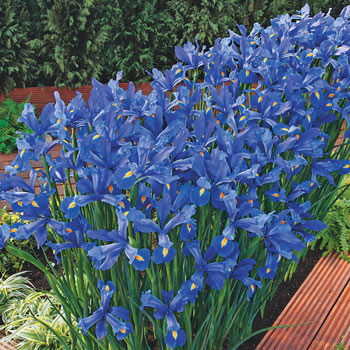 Discovery Dutch Iris