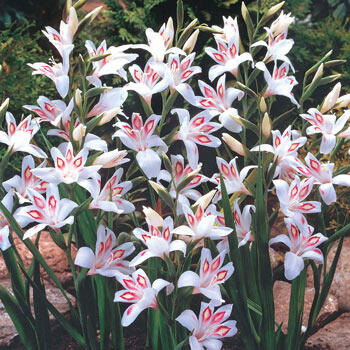 Nymph Hardy Gladiolus