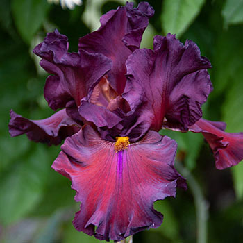 Grateful Red Bearded Iris