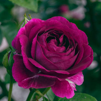 Twilight Zone Grandiflora Rose