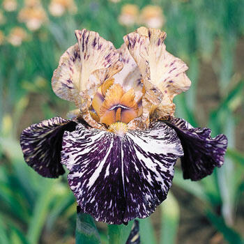 Gnus Flash Bearded Iris
