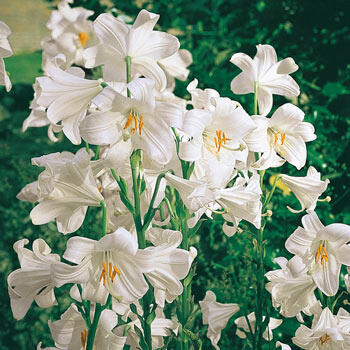 Madonna Lily For Sale | Breck's