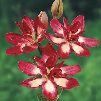 Double Sensation Lily