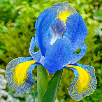 Mystic Beauty Dutch Iris