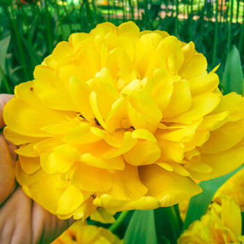 Yellow Majesty<sup>™</sup> Tulip