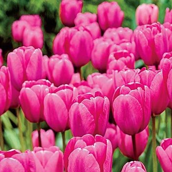 Pink Impression Perennial Tulip