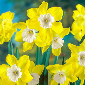 Dickcissel Daffodil