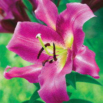 Purple Lady Lily Tree<sup>®</sup>