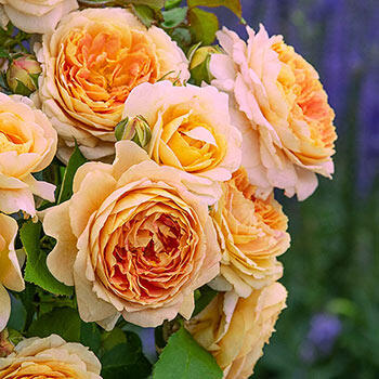 Fun in the Sun™ Hybrid Tea Rose