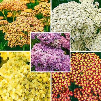 Buy Rainbow Yarrow Collection | Breck's