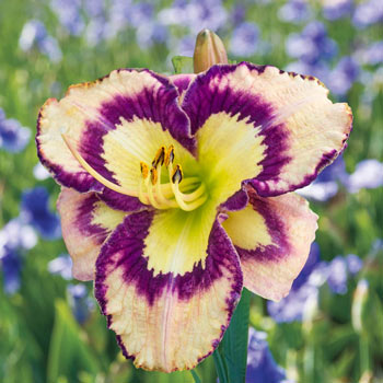 Spacecoast Sea Shells Reblooming Daylily