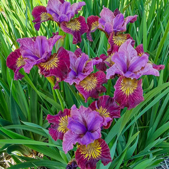 Miss Apple Siberian Iris