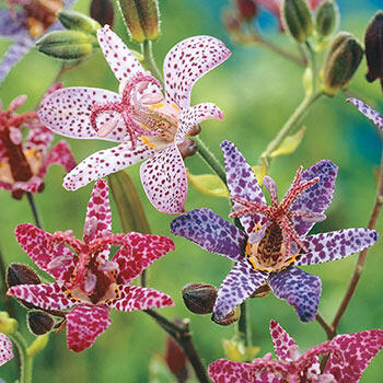 Toad Lilies for Sale |Toad Lily Mixture | Breck's