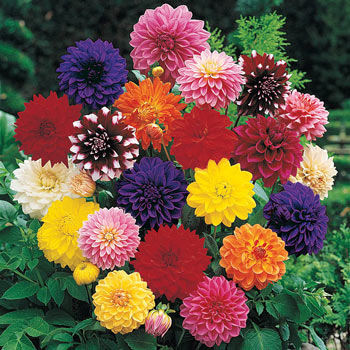 Decorative Dahlia Mixture Super Sak<sup>®</sup>