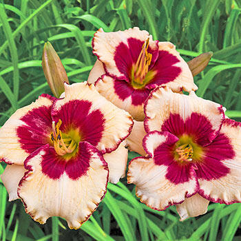 Nippon Reblooming Daylily