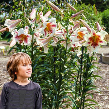 Passion Moon Trumpet Lily