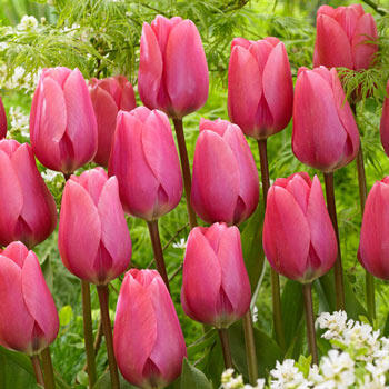 Big Love Tulip | Brecks Premium Bulbs