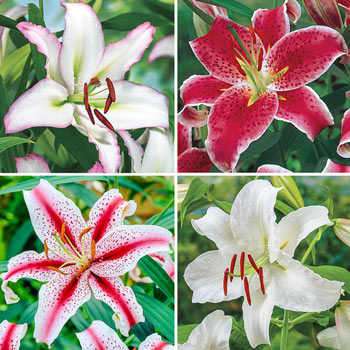 Oriental Lily Collection - Stargazer, Brasillia, Dizzy, and 