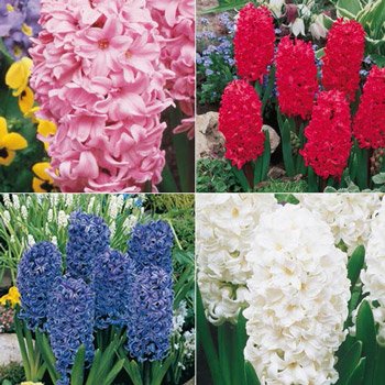 Giant Hyacinth Collection