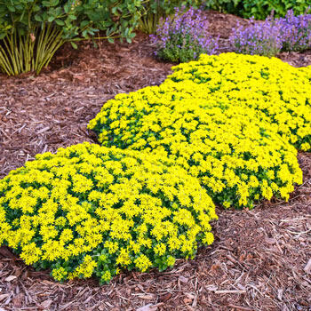 Little Miss Sunshine Sedum | Brecks Premium Bulbs