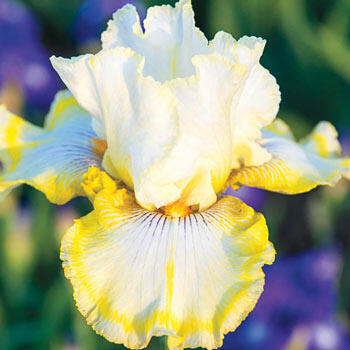 Double Ringer Bearded Iris