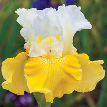 Alpine Journey Bearded Iris