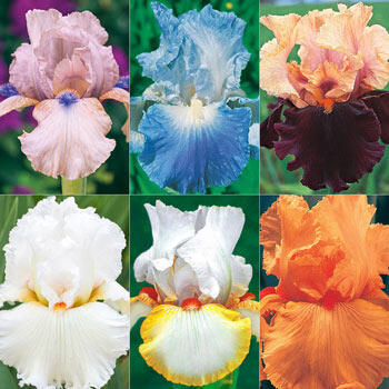 All-Season Bearded Iris Collection