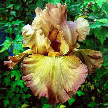 Vintage Millinery Flower Bearded Iris NU9 Autumn Gold 