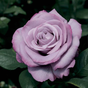 Enchanted Peace™ Hybrid Tea Rose