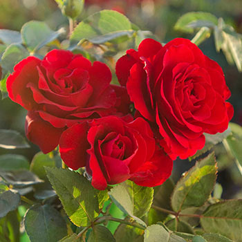 Oh My!<sup>®</sup> Floribunda Jumbo Rose